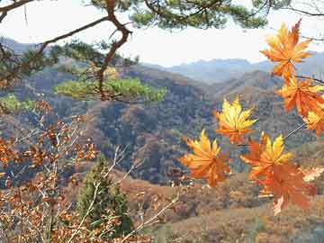 买打胎药米非司酮片流产药微信买投票通过 马斯克的星舰基地成了一座“真正的”城镇